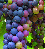 Grapes